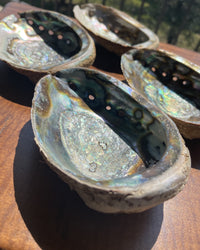 Abalone Shell