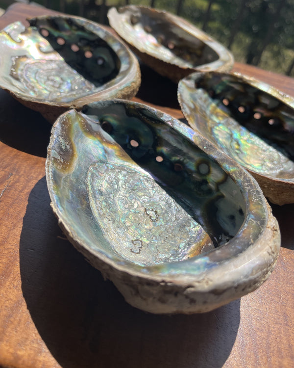 Abalone Shell