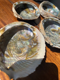 Abalone Shell